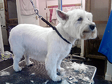 Perfect Paws - Dog Grooming, Dog Groomers